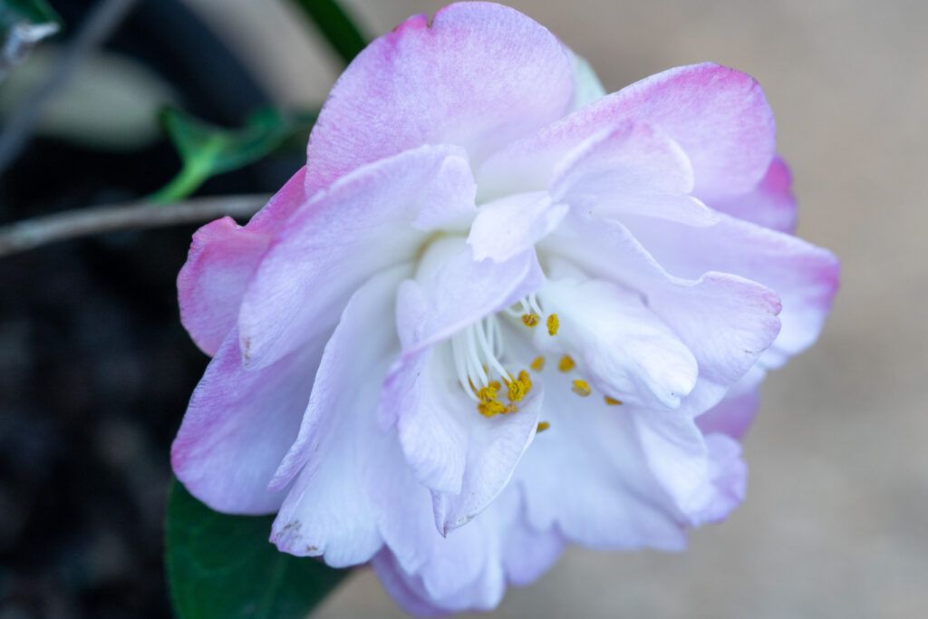 April Remembered Camellia Japonica flower, a white and pink petaled mix with golden stamens at the center