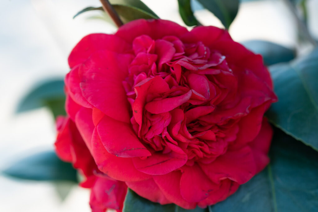 Professor Sargent Red Camellia Japonica Flower