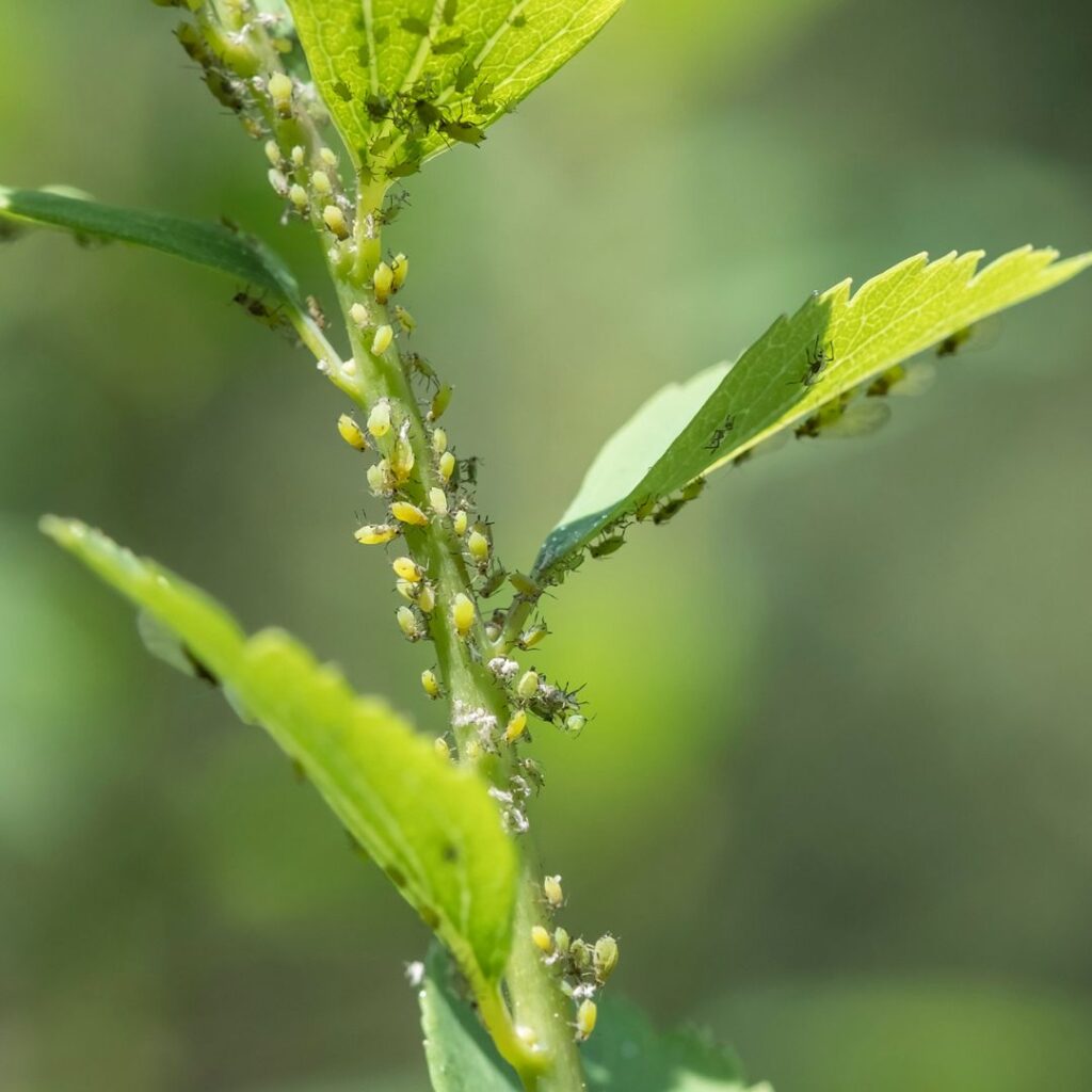 Aphid infestation on a plant