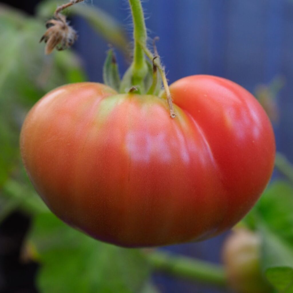 Large, red beefsteak tomato