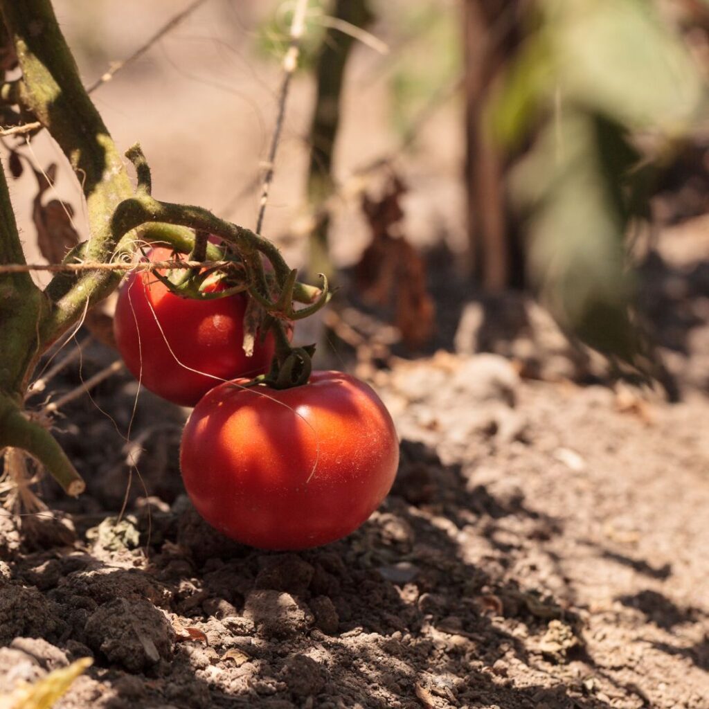Large, red Better boy hybrid tomato fruit still on the tomato plant