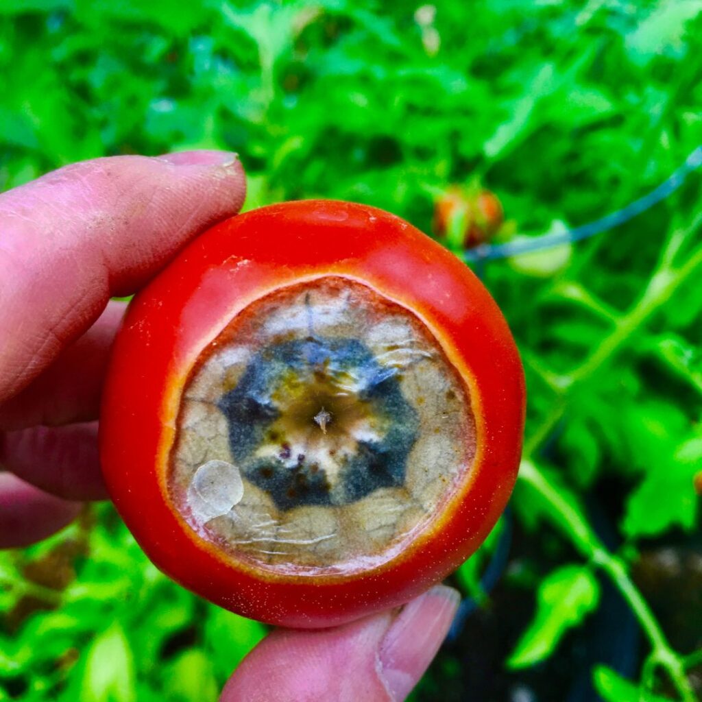 Blossom End Rot on a Tomato fruit, closeup
