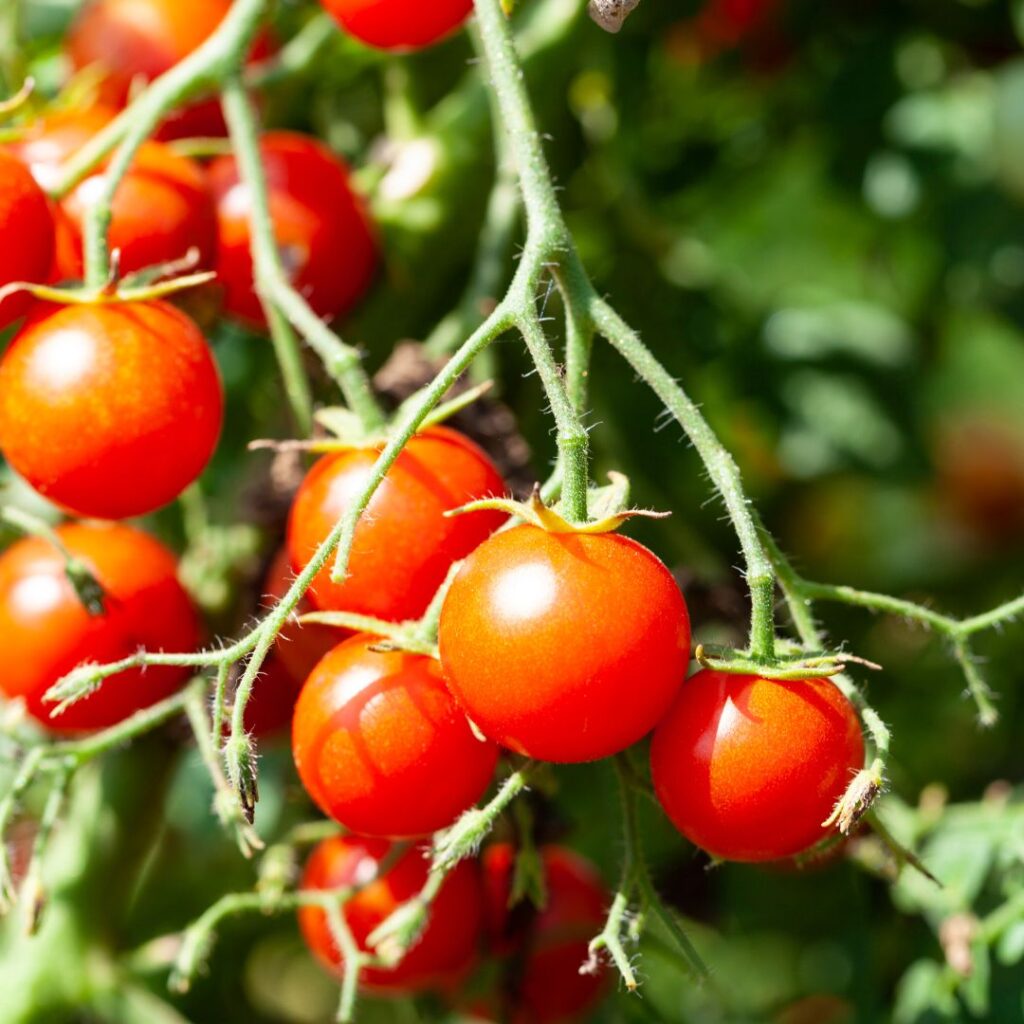 bright red cherry tomatoes still on the tomato plant vine