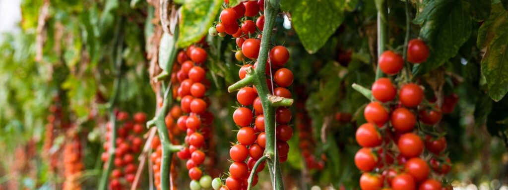Cherry tomatoes still on the vines