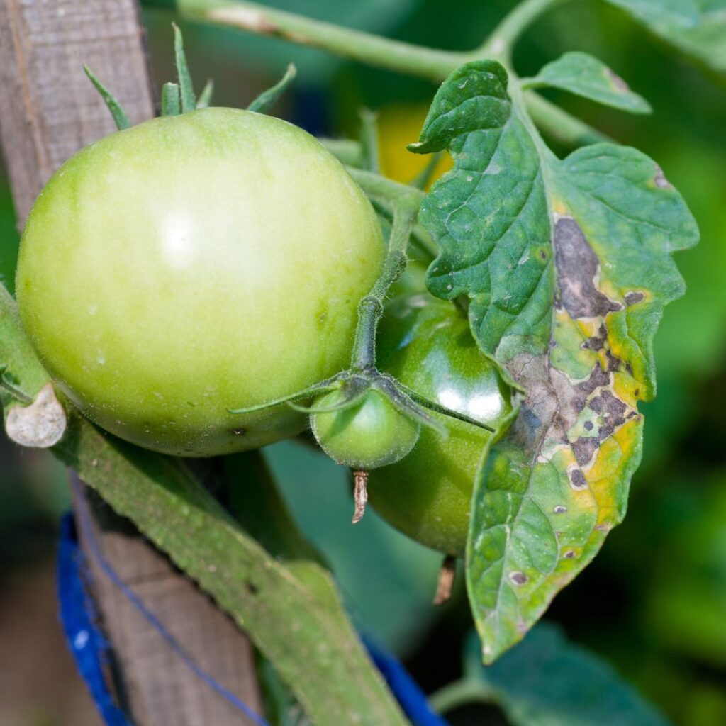 Early blight on Tomato plant and leaves