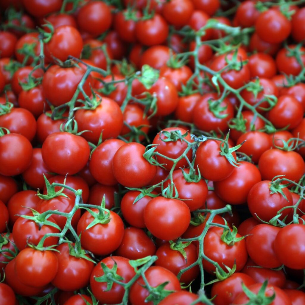 Large grouping of deep red, ripe grape tomato vines