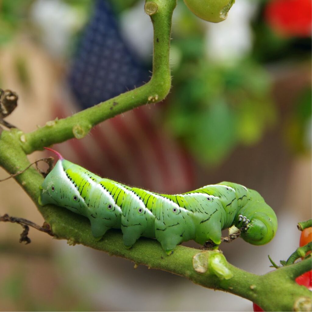 The large, green Hornworm on a Tomato plant