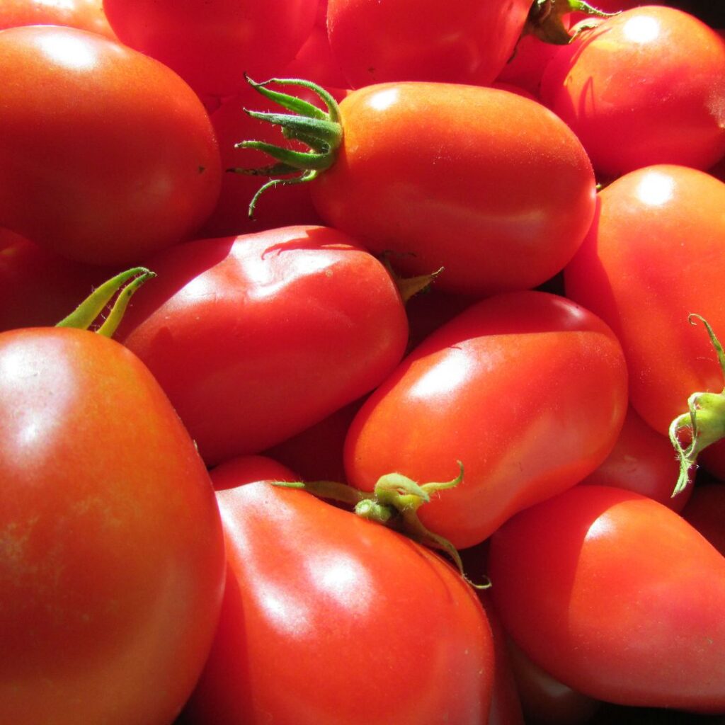 grouping of bright rep, ripe tomatoes