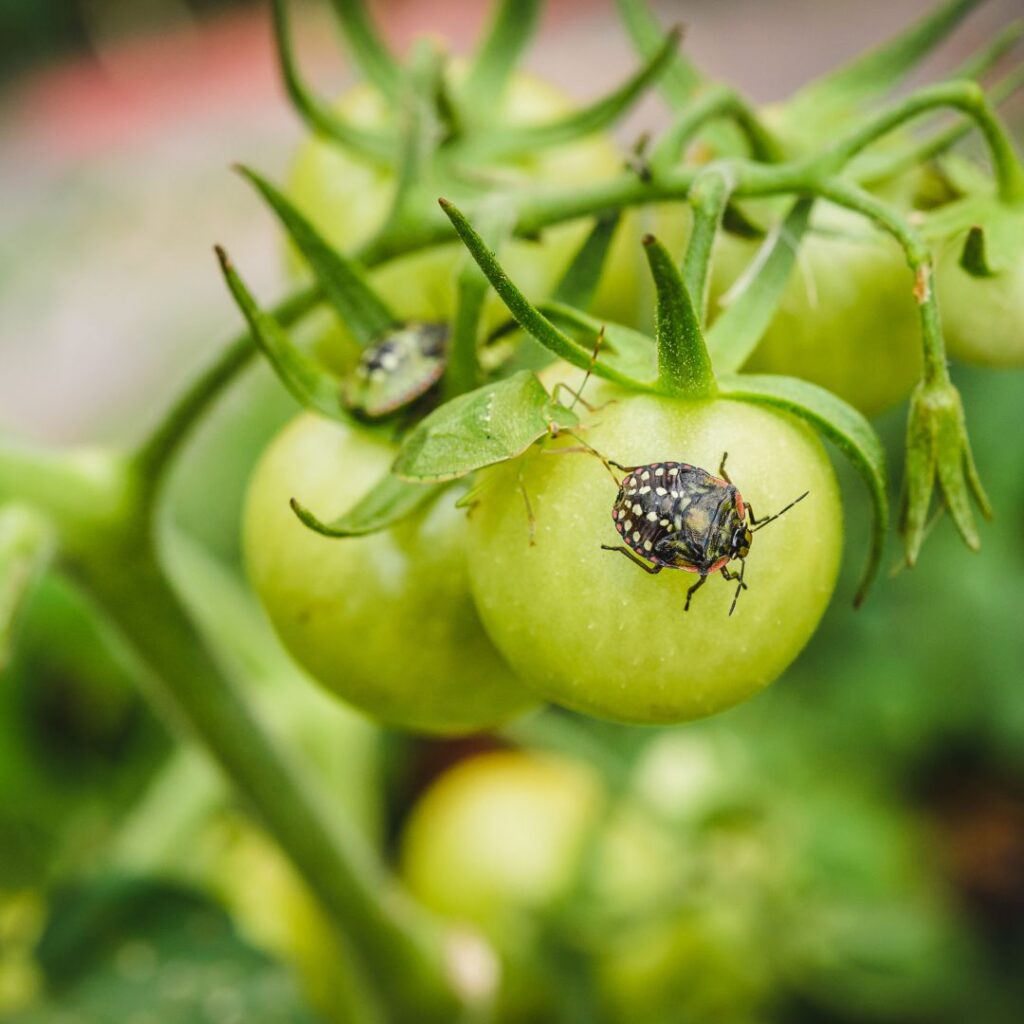 Stink bug on a green, un-ripened tomato fruit