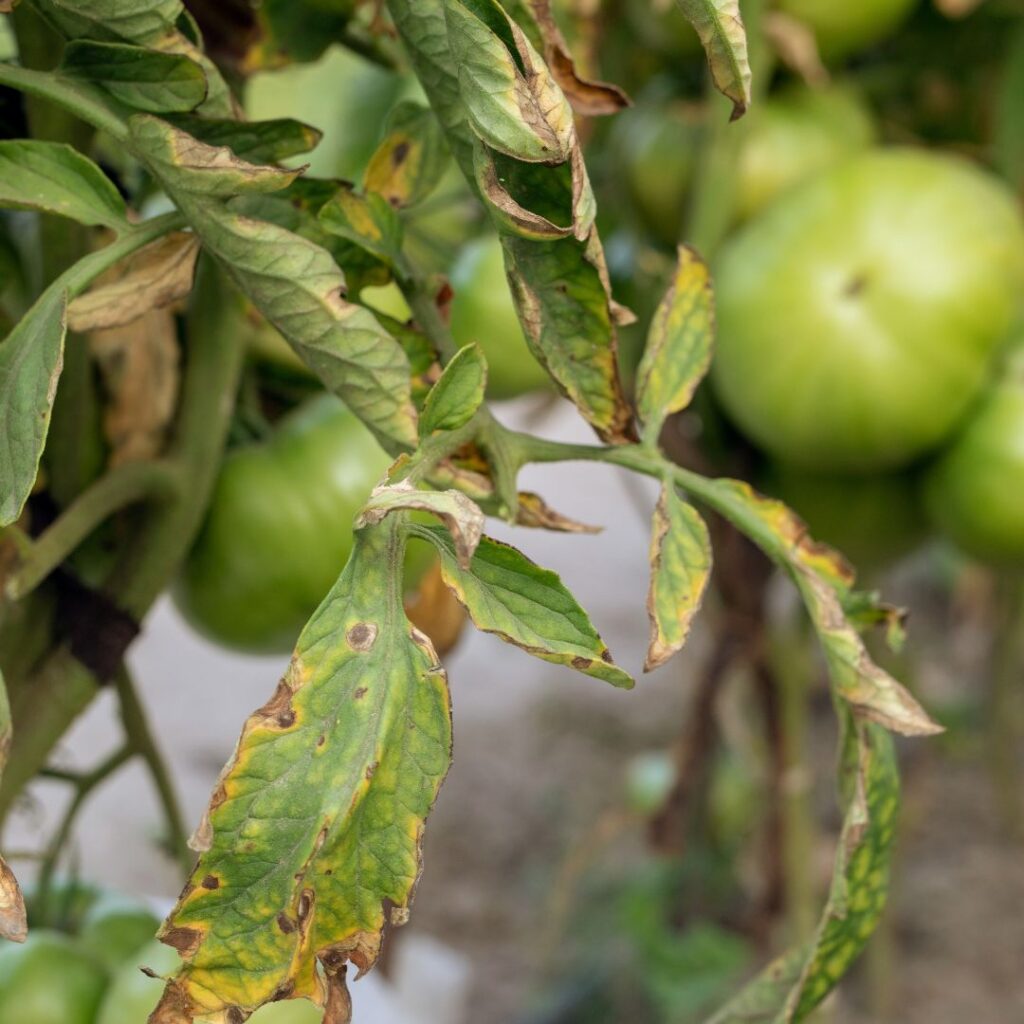 Fusarium disease on a tomato