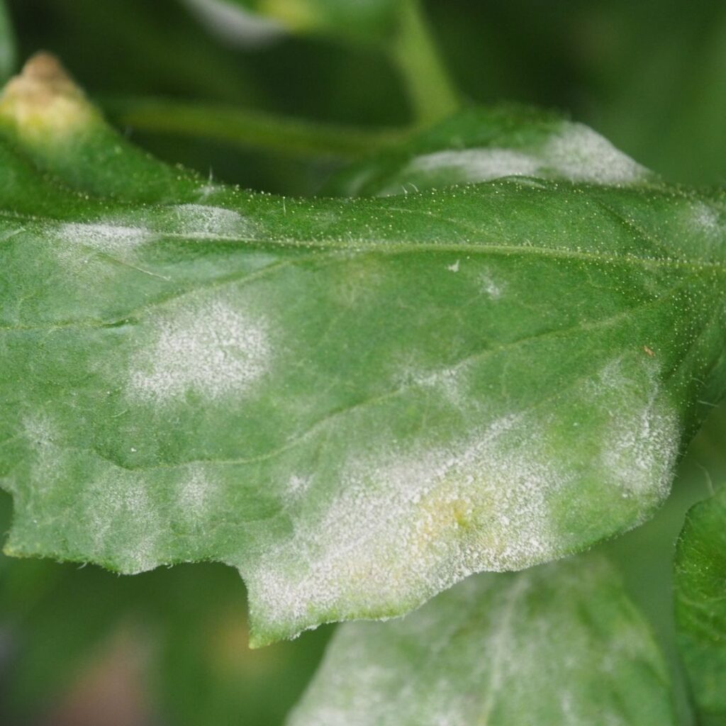 Powdery Mildew on Tomato leaf