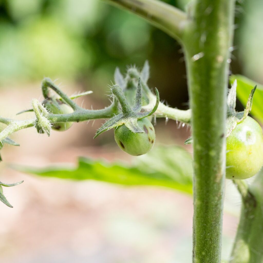 Lime green, un-ripened tomato fruit and plant infected with spotted wilt