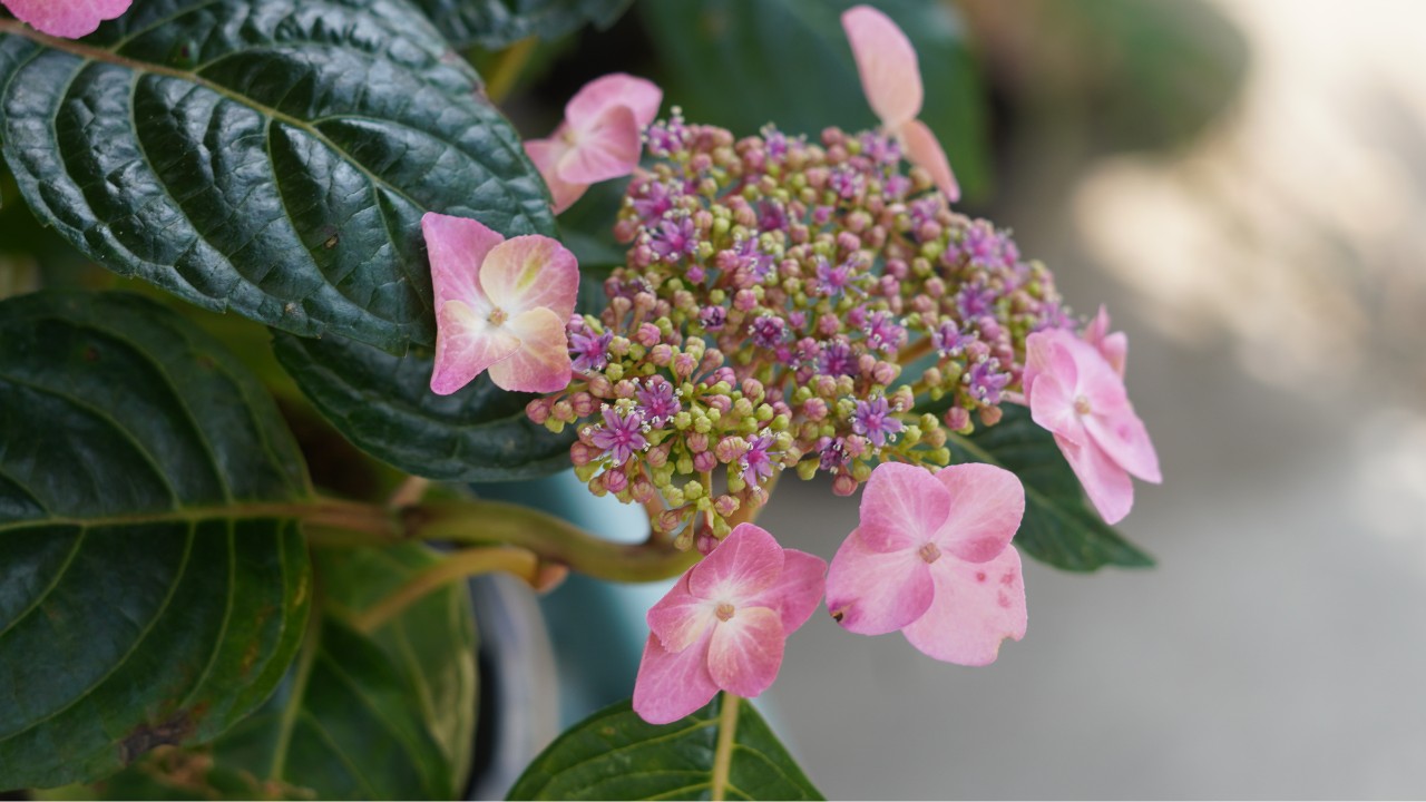 Hydrangea macrophylla with lace cap blooms in pink, closeup