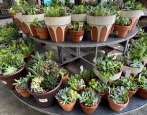 Multiple pots of various succulents are arranged on a two-tiered round metal display table in an outdoor setting.