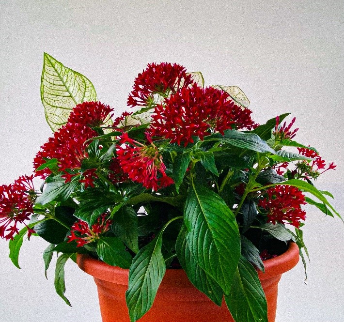 Plastic Terracotta potted with red pentas and caladiums, the perfect summer combo!