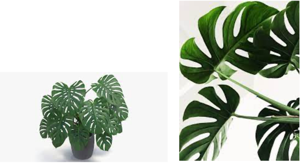 A potted monstera plant with large, split green leaves is shown on the left; a close-up of the leaves is on the right.