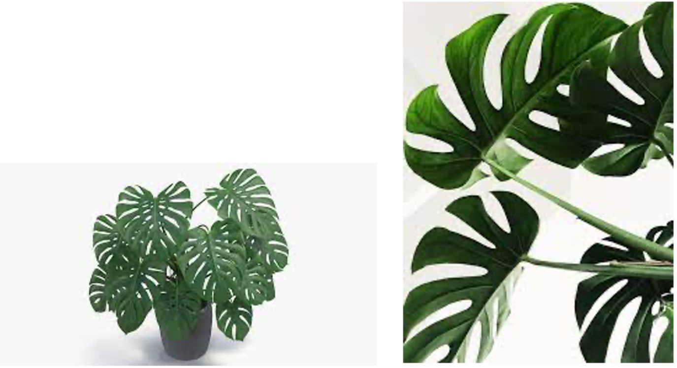 Plants Poisonous to Dogs & Cats - Louisiana Nursery