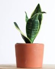 A small snake plant with green leaves in a terracotta pot sits on a light-colored surface against a white background.