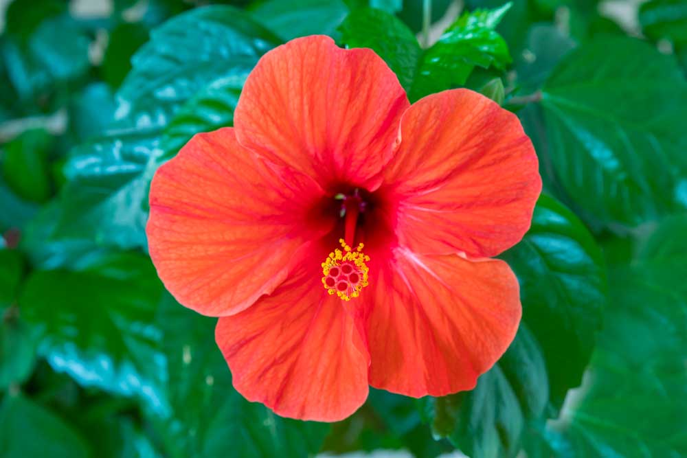 Bright orange hibiscus flower with large petals, surrounded by green leaves.