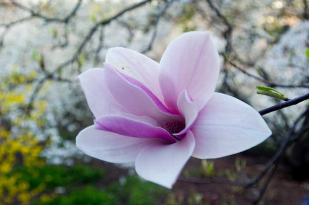 Close-up of a pink magnolia flower against a blurred background of blossoms.