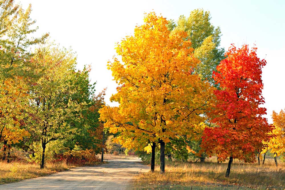 A dirt path lined with vibrant autumn trees in yellow, orange, and red.