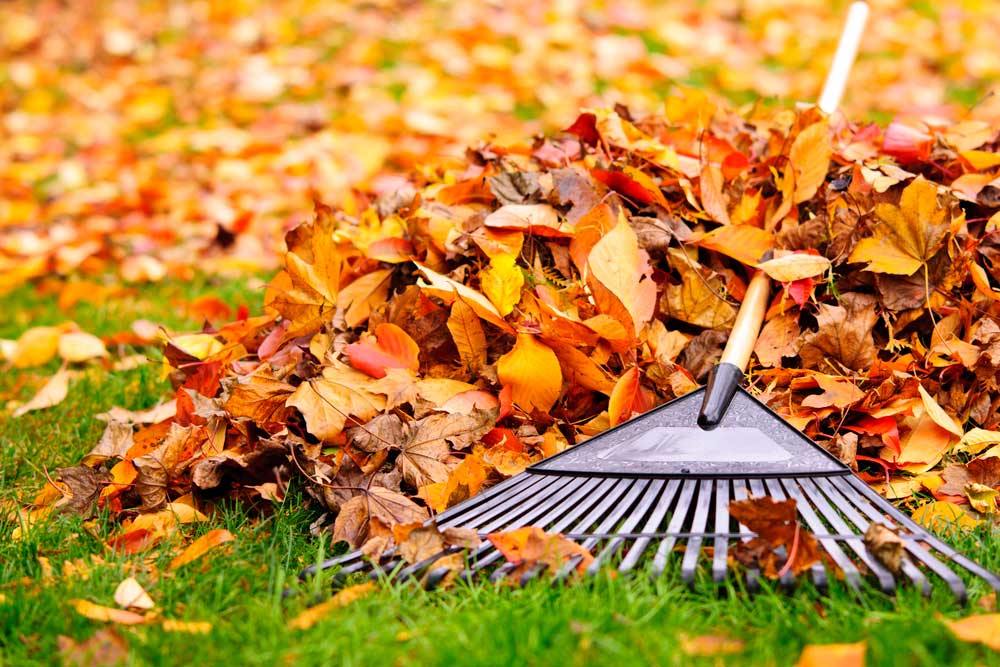 A pile of colorful autumn leaves with a rake resting beside it on green grass.