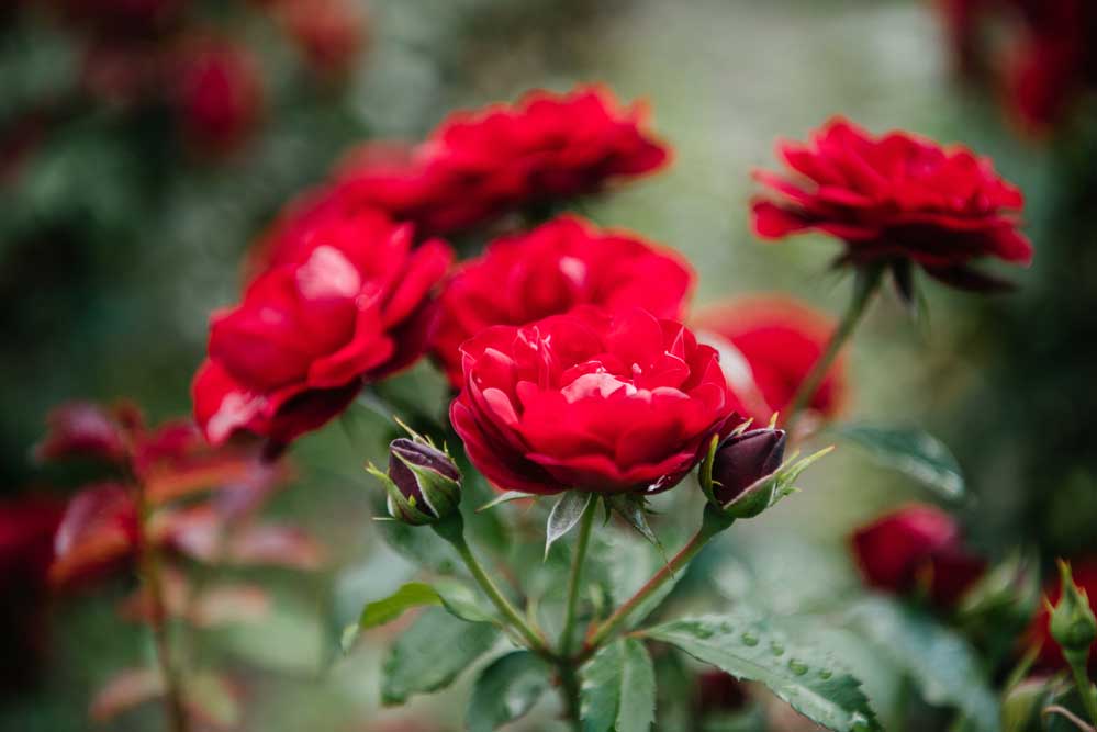 A cluster of vibrant red roses with green leaves in a blurred background.