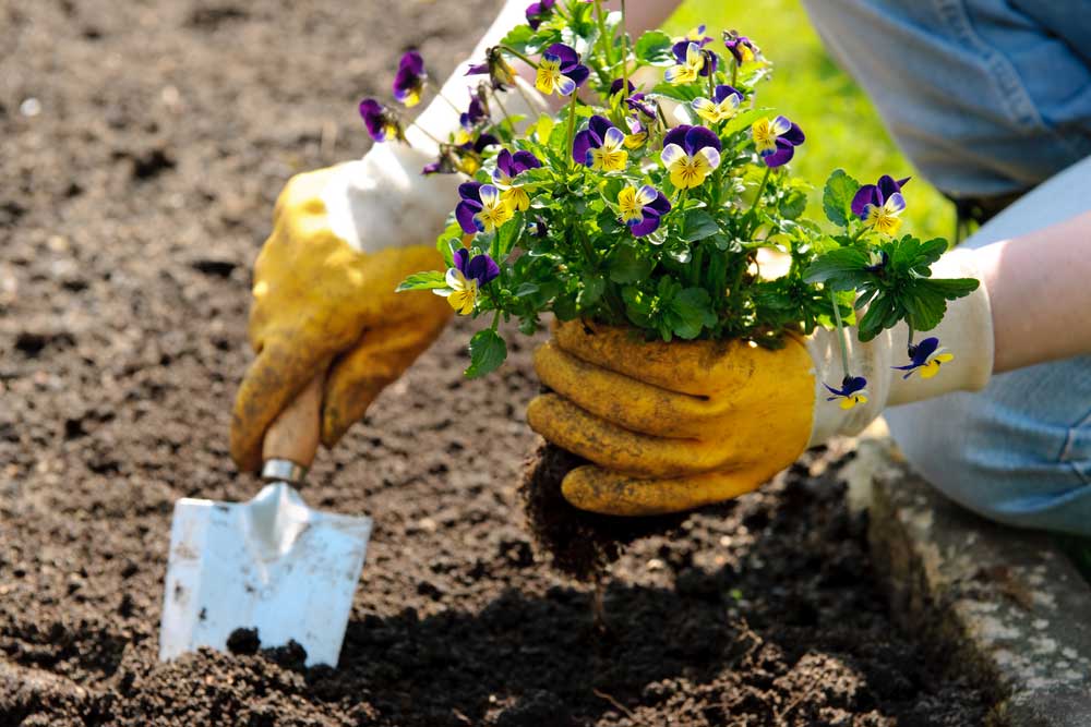Person in gloves planting purple and yellow flowers in dark soil with a small shovel.