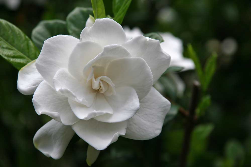 Close-up of a white gardenia flower with lush green leaves in the background.