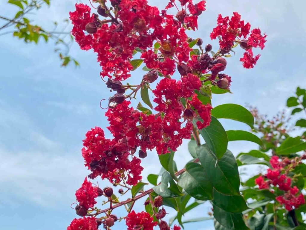 Bright red flowers cluster against a blue sky with green leaves surrounding them.