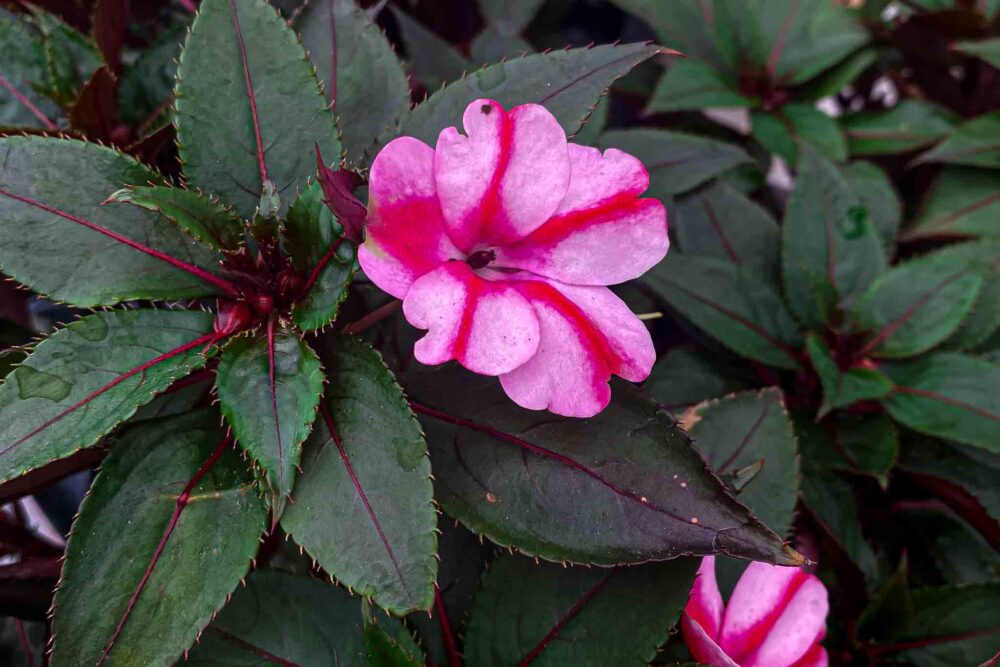 Impatiens