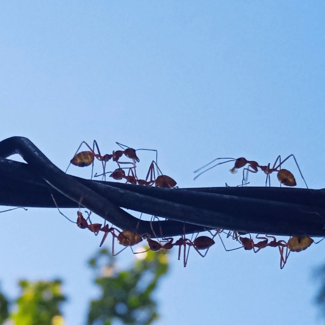 Ant Control Tips for Louisiana Gardens - Louisiana Nursery