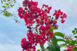 Bright red flowers cluster against a blue sky with green leaves surrounding them.