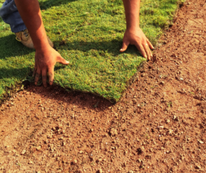 Laying down sod in a new job-site