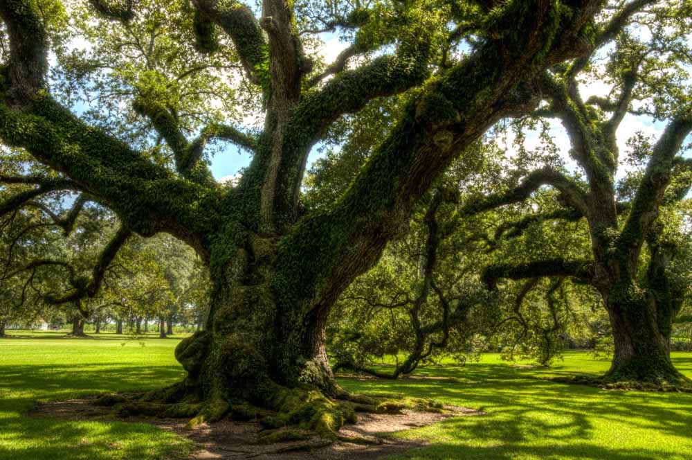 A large, moss-covered tree with sprawling branches in a grassy area.