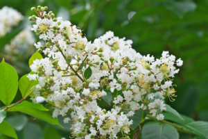 Cluster of white flowers surrounded by green leaves.