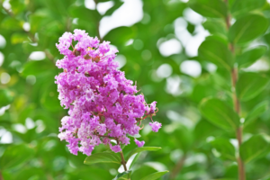 A cluster of vibrant pink flowers surrounded by green leaves.