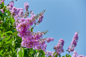Purple flowers bloom against a clear blue sky, surrounded by green leaves.