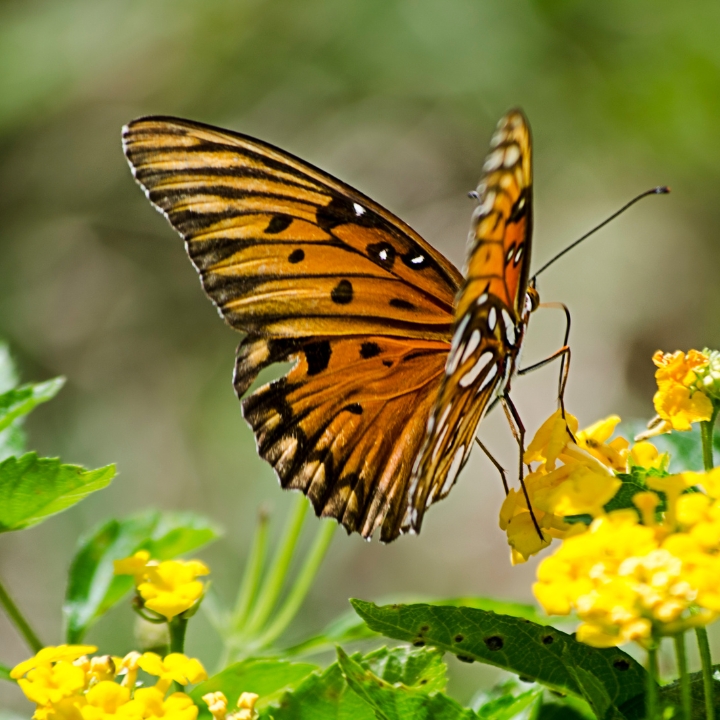 Butterfly on a flower