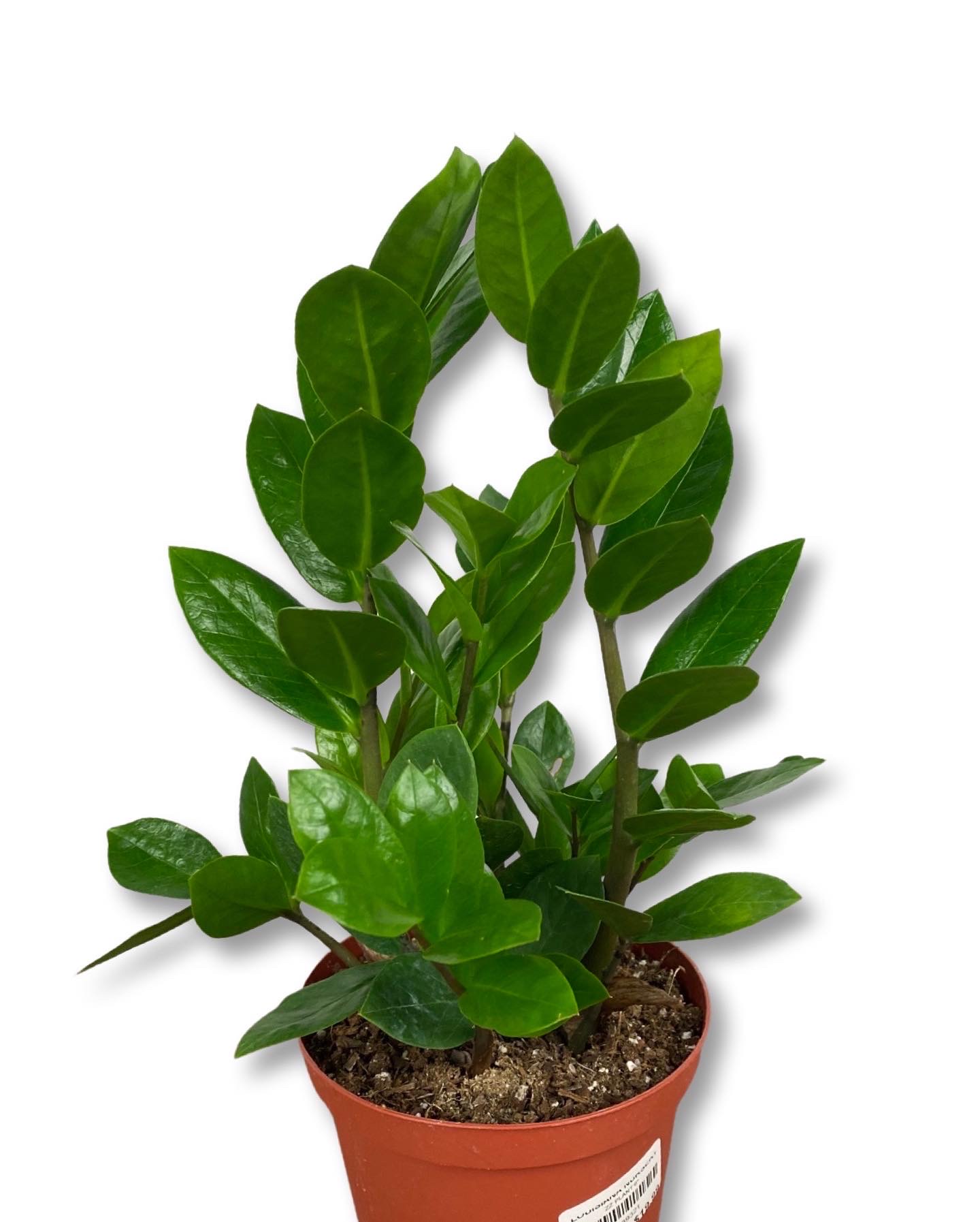 ZZ Plant Care: Low-Maintenance Houseplant - Louisiana Nursery