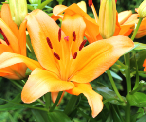 Close-up of an orange lily flower in bloom with visible stamens, surrounded by green leaves and unopened buds.