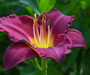 A close-up of a purple daylily flower with yellow center and prominent stamens against a green leafy background.