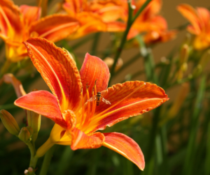 A close-up of an orange daylily flower with a small bee or wasp on its petals, surrounded by green stems and more daylilies.