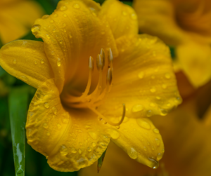 Close-up of a yellow lily flower with water droplets on its petals, surrounded by green leaves, in soft focus.
