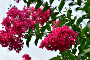 Bright pink flowers clustered on green branches against a light background.