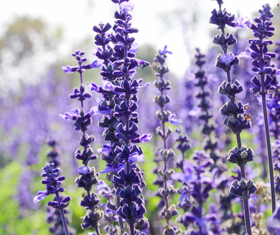 Stalks of deep-purple salvia flowers close-up.