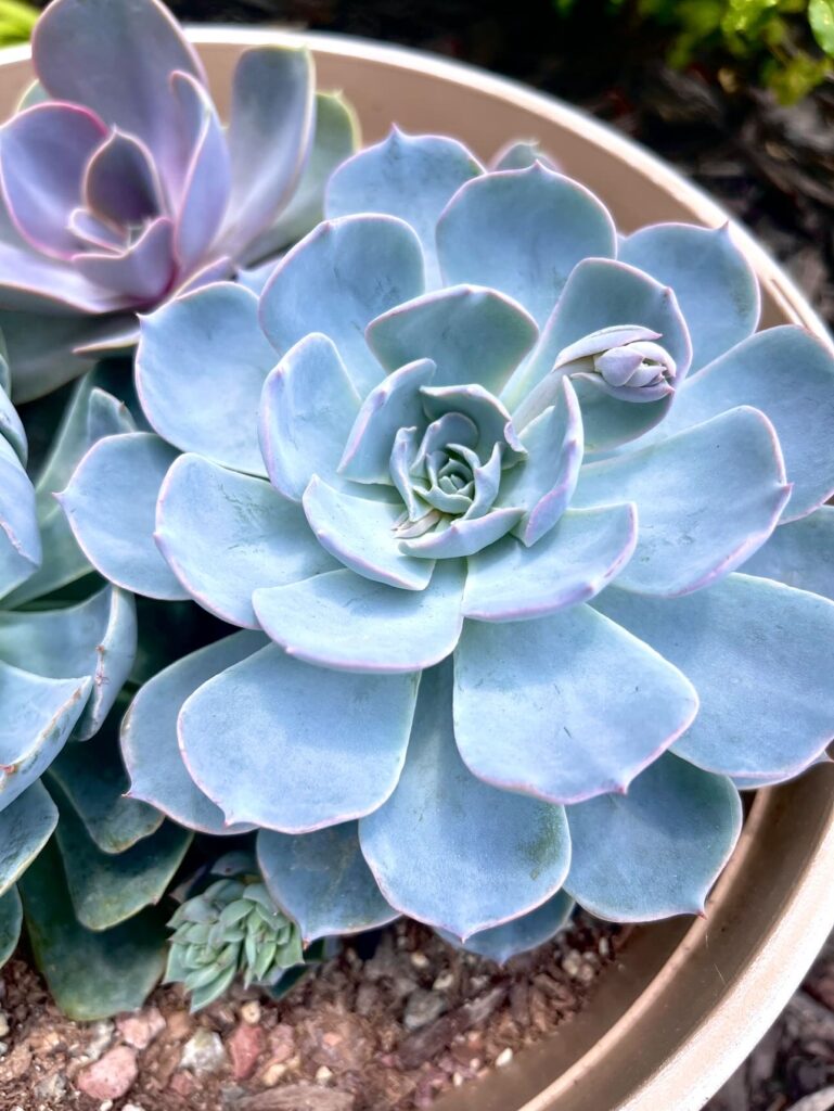 Blue succulent in mixed succulent pot with multiple new blooms