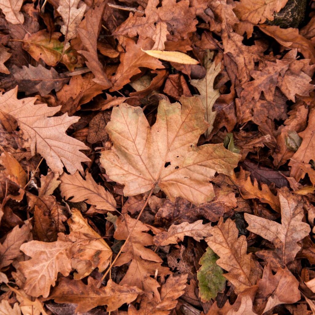 Pile of fallen, brown leaves in the fall