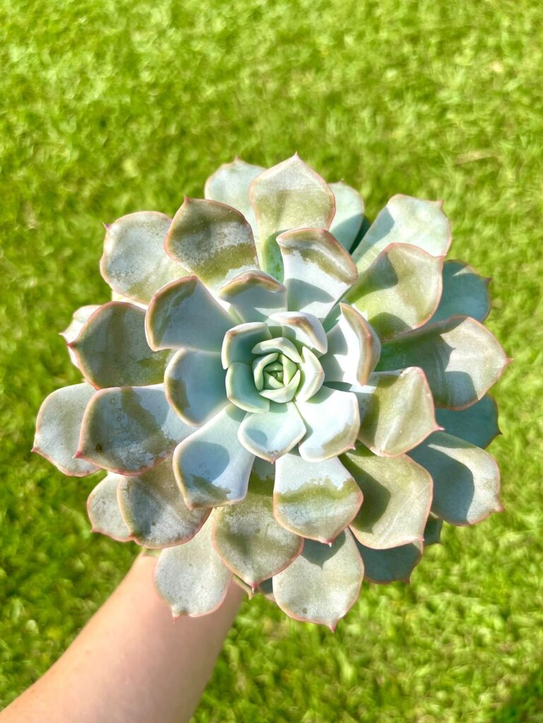 Close-up of succulent with farina, a white powdery substance meant to protect succulents from overly harsh sunlight