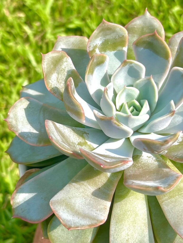 Close-up of succulent with farina, a white powdery substance meant to protect succulents from overly harsh sunlight